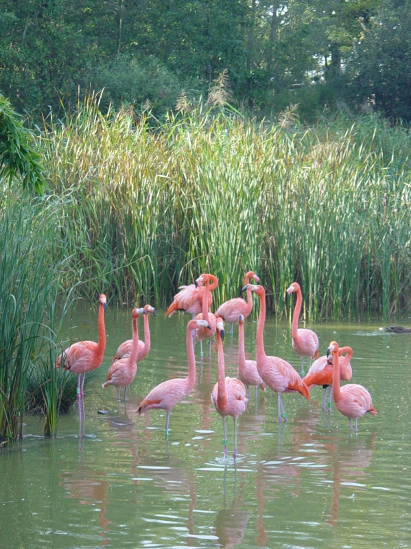 Camping Ain L'Escapade - dem-der-vogelpark